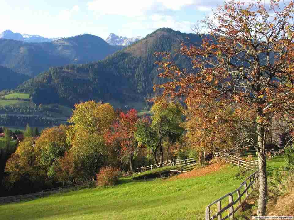 南京艺术学院校花苏清禾