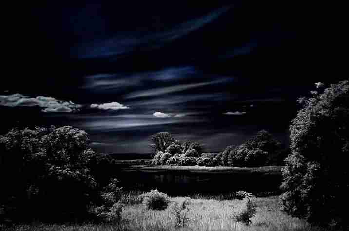 山东药品食品职业学院校花汪清沅