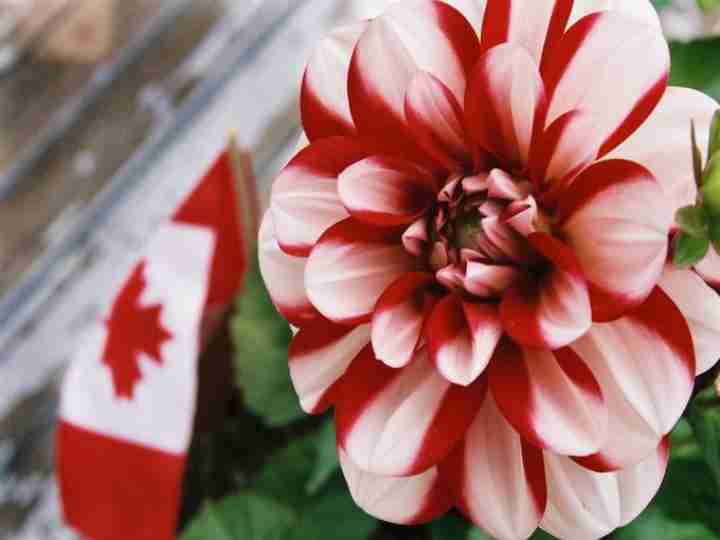 南充电影工业职业学院校花晏星落 南充电影工业职业学院校花晏星落